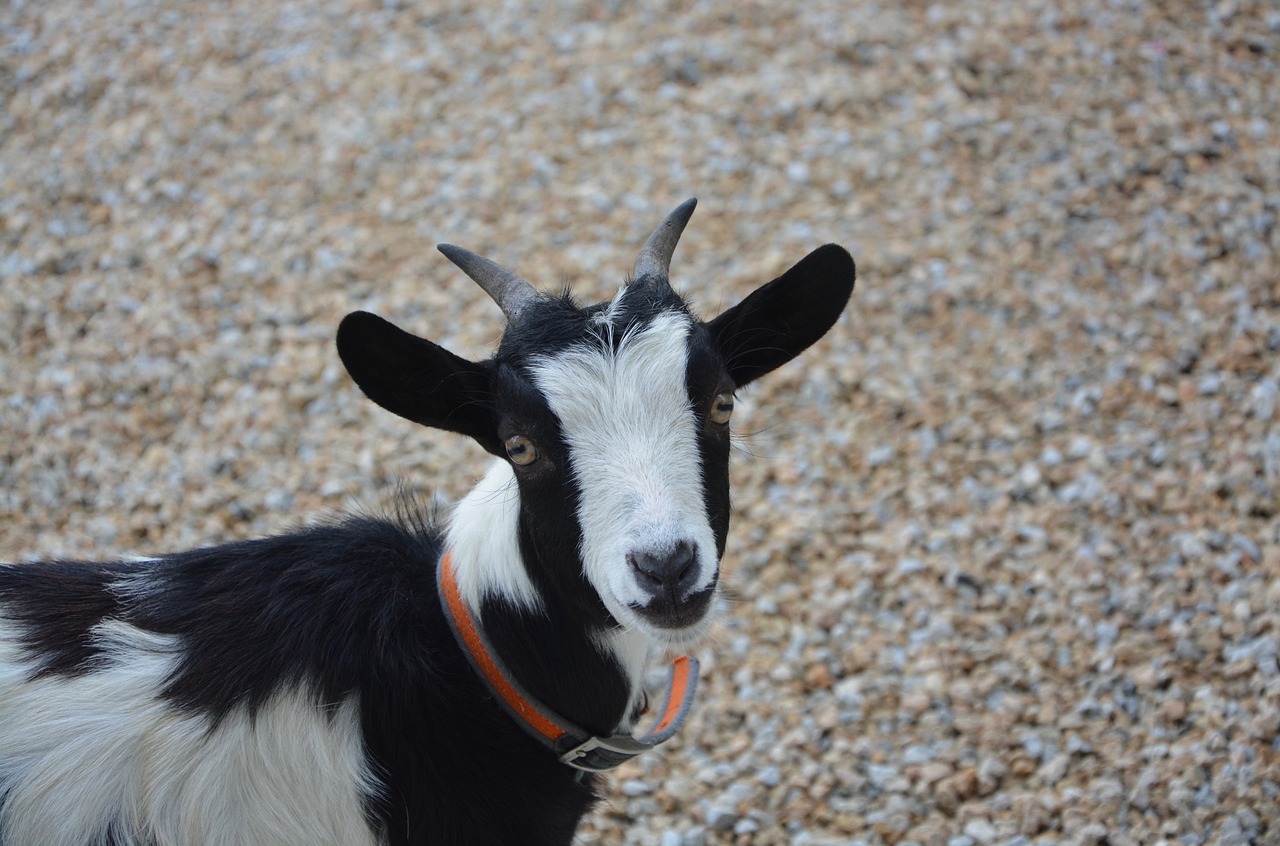 Image - dwarf goat color black white horns