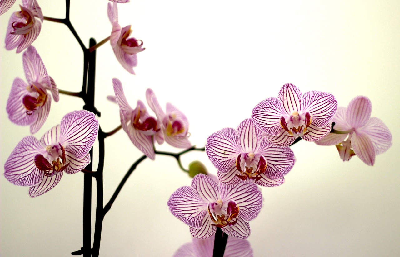 Image - orchid petals purple violet flower