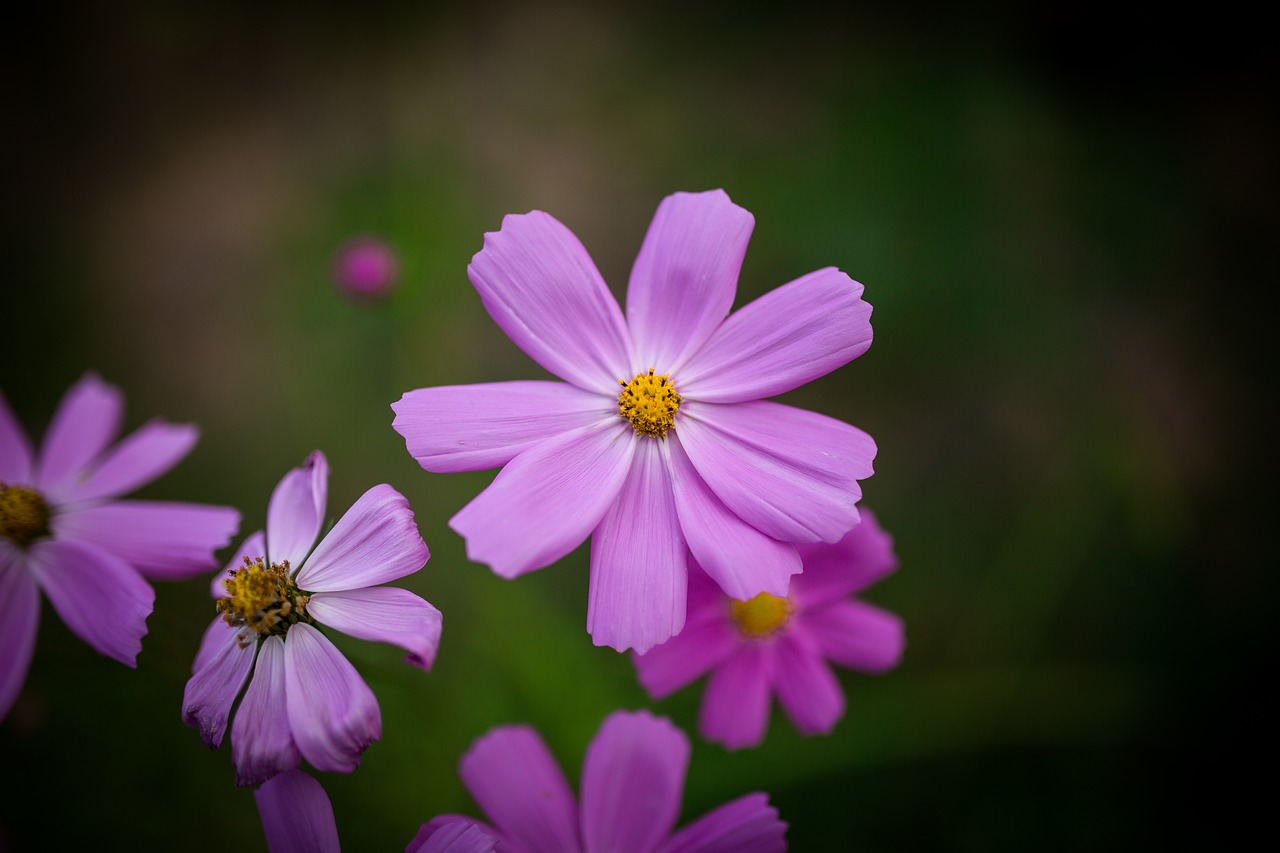 Image - common cosmos cosmos flowers flower