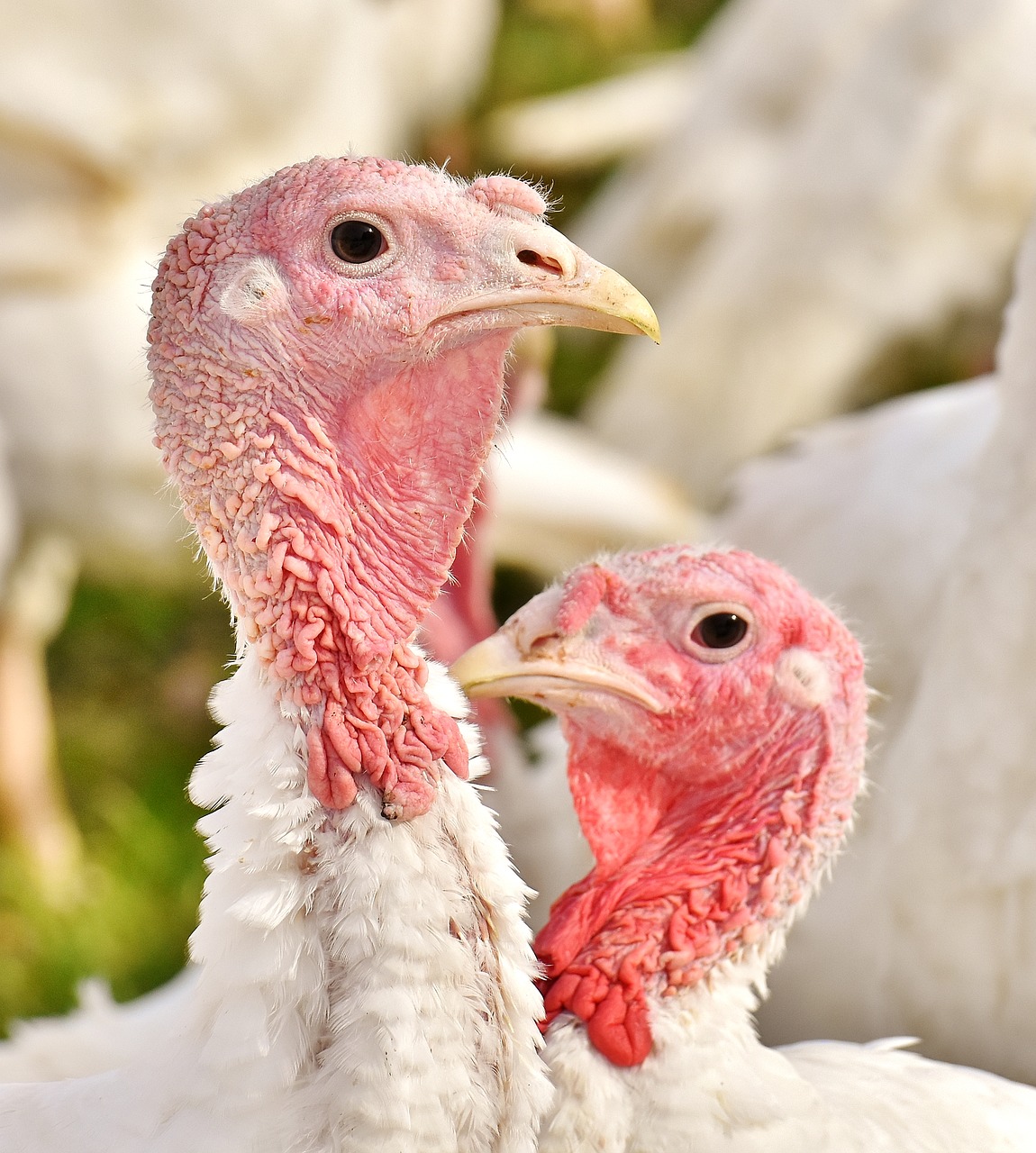 Image - turkeys birds poultry feather bird