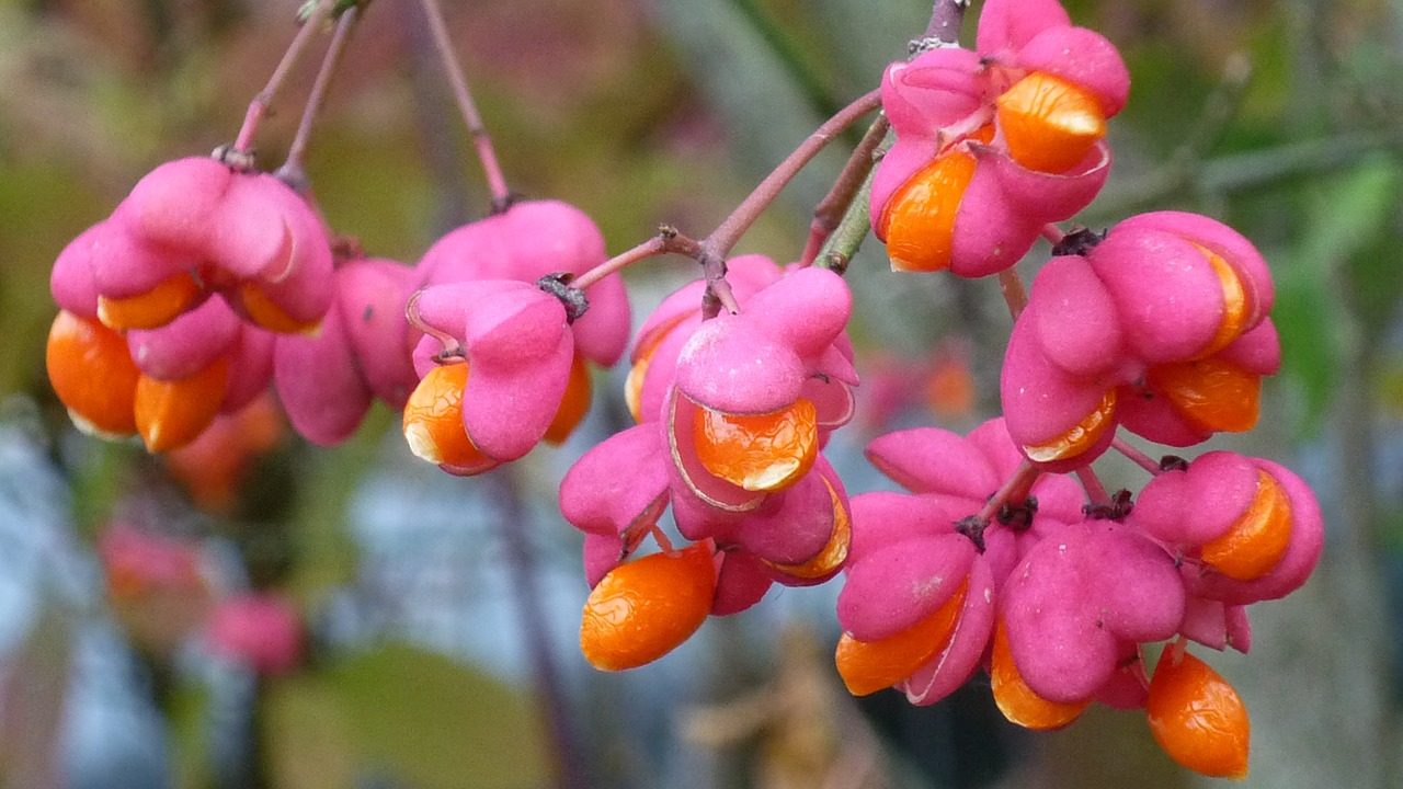 Image - spindle berries pink orange bush