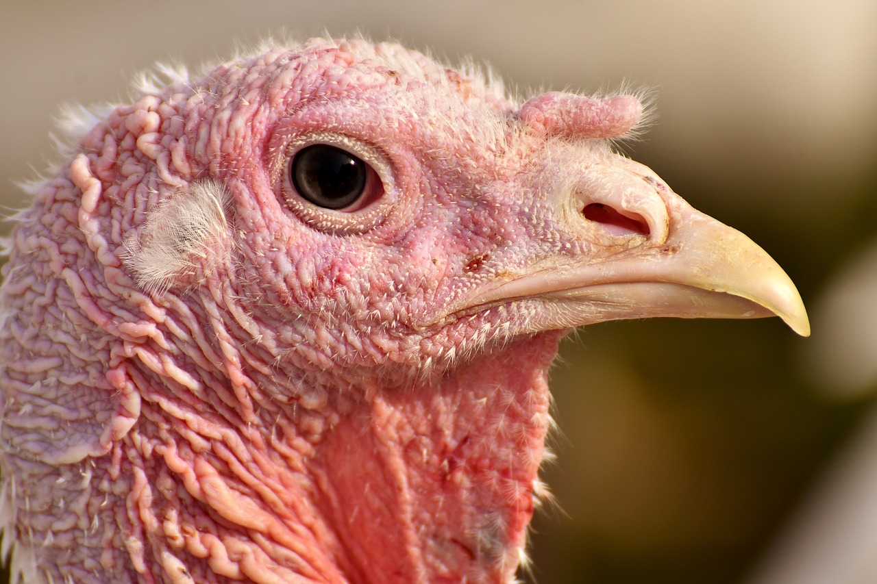 Image - turkeys birds poultry feather bird