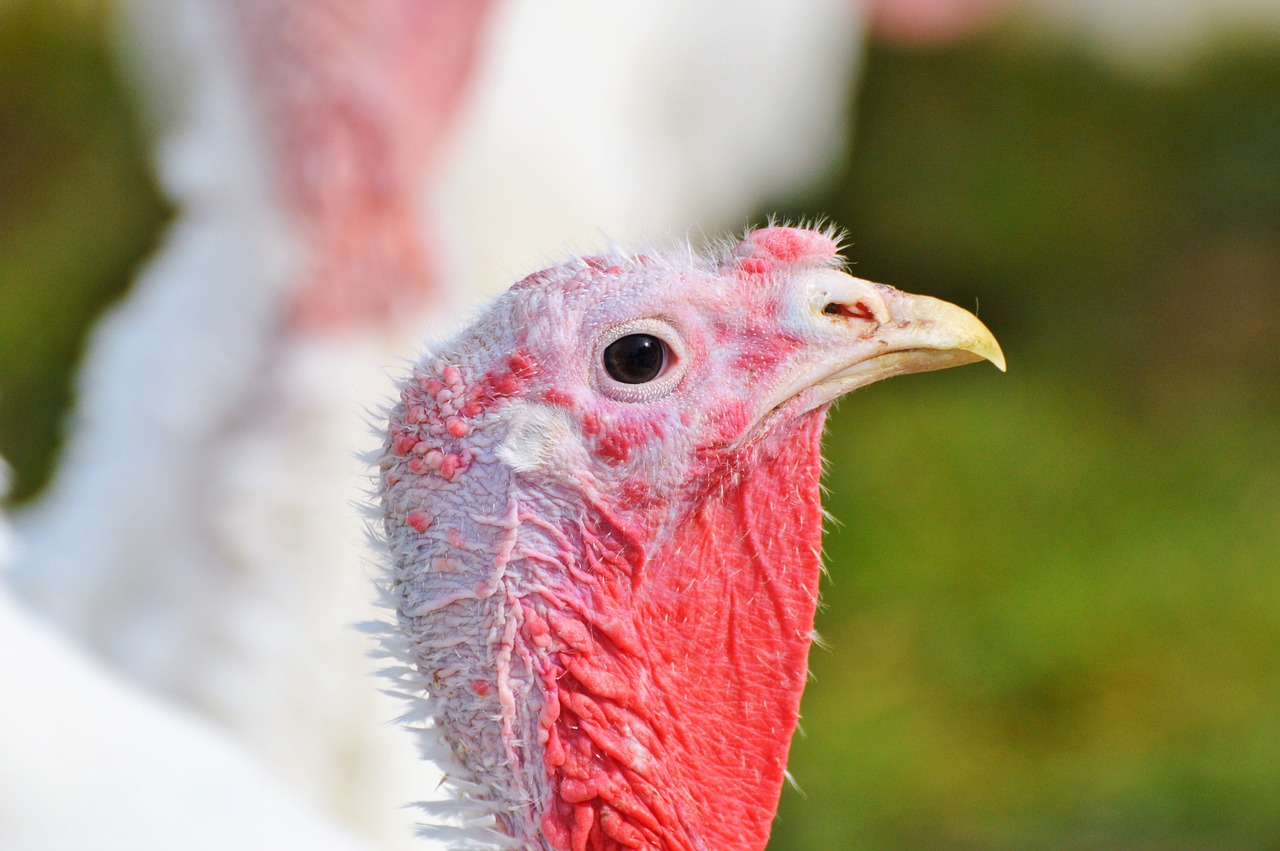 Image - turkeys birds plumage poultry