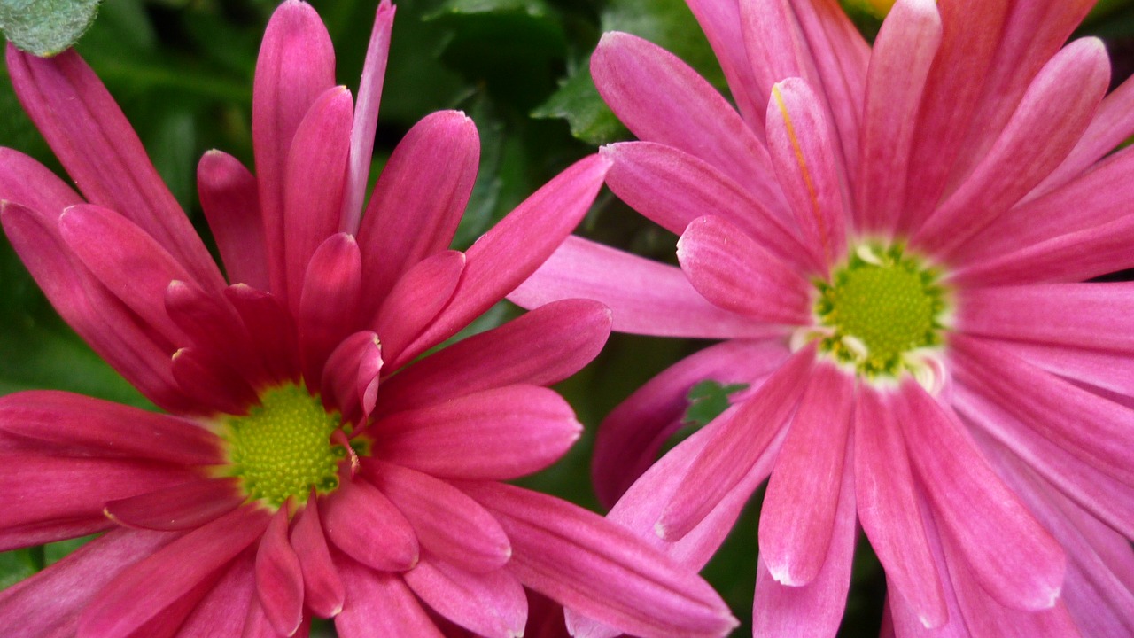 Image - aster flower blossom bloom pink