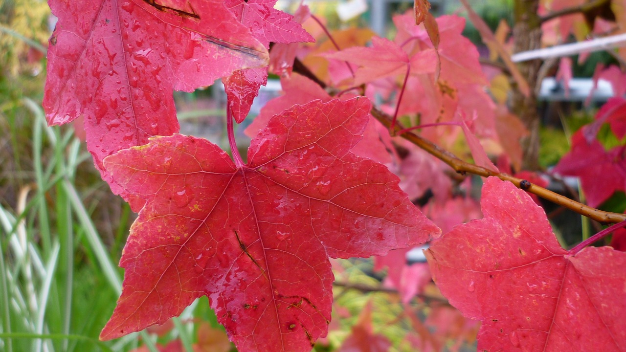 Image - ornamental maple autumn leaves red