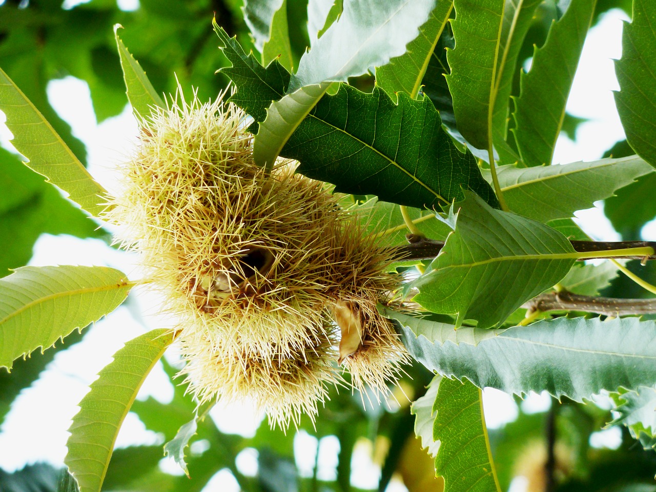 Image - chestnut fruit maroni