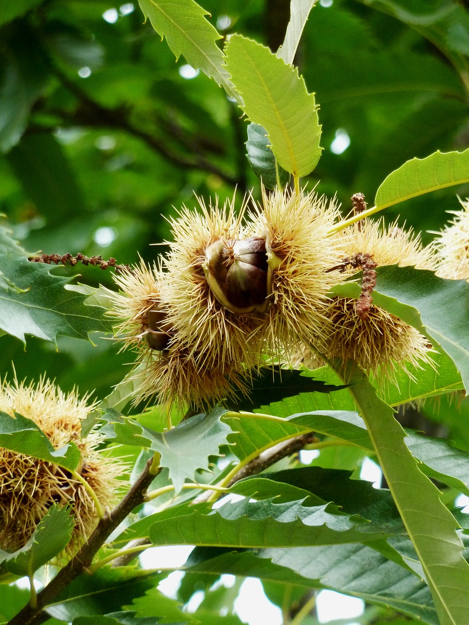 Image - chestnut fruit maroni