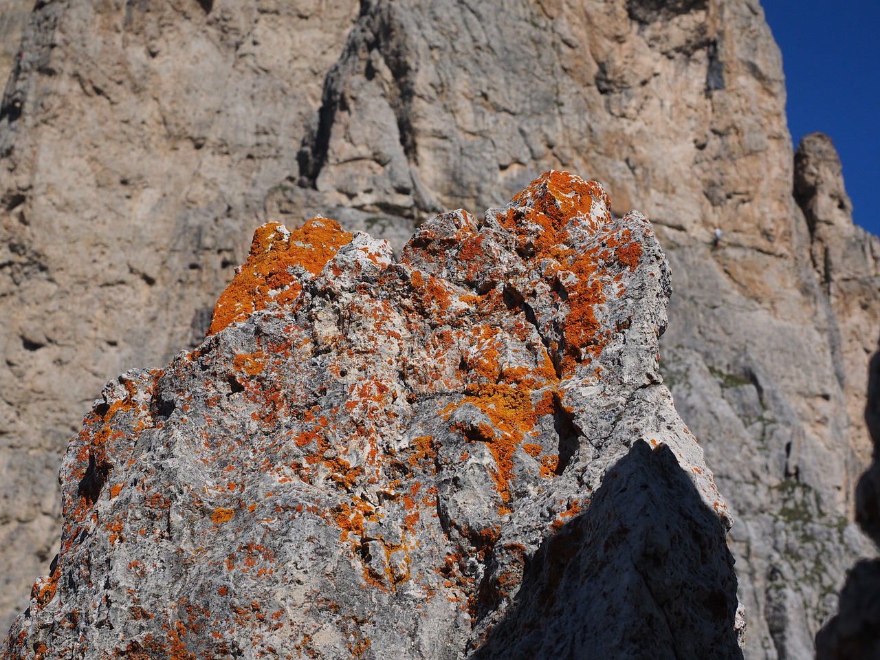 Image - lichen orange fouling rock stone