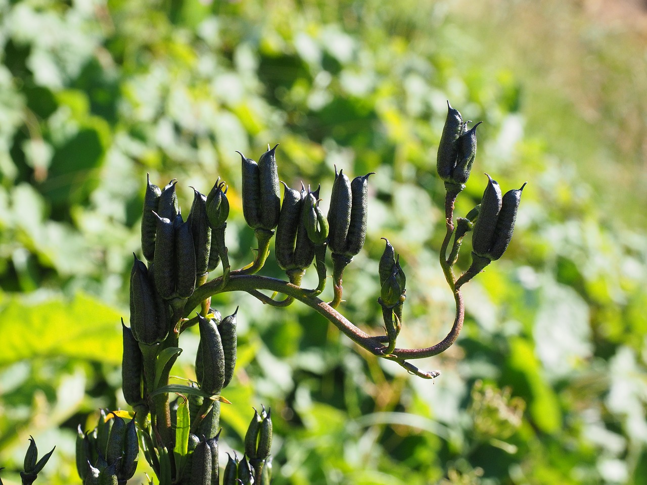 Image - follicles seed capsules fruits