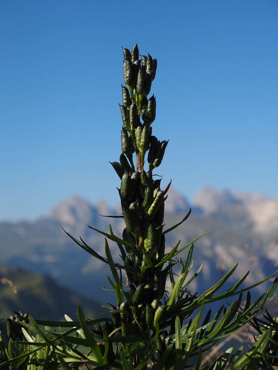 Image - monkshood follicles seed capsules
