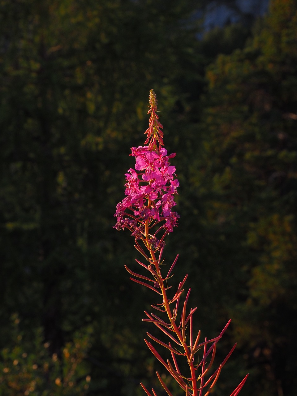 Image - epilobium angustifolium flower