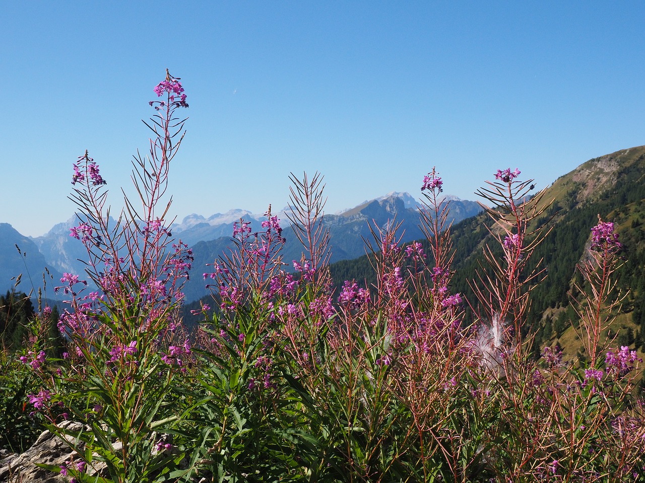 Image - epilobium angustifolium flower