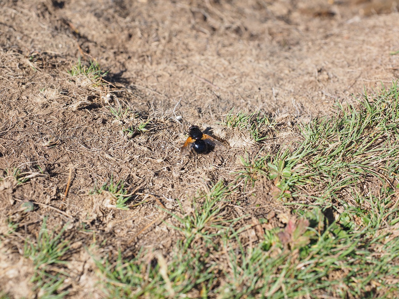 Image - common forest hover fly insect fly