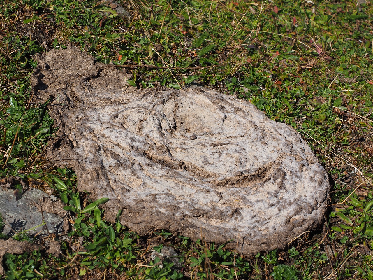 Image - cow dung flat bread dung crap