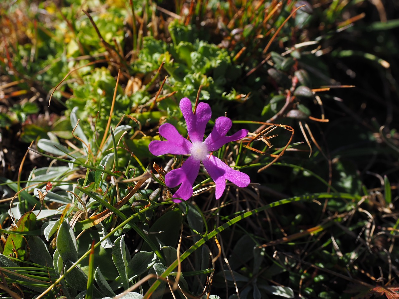 Image - flower blossom bloom pink