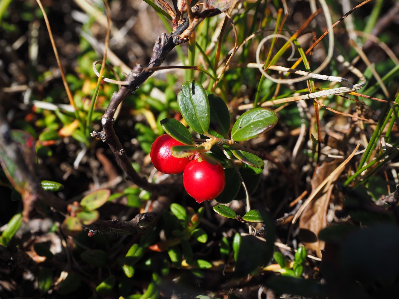 Image - blueberries maturation processes