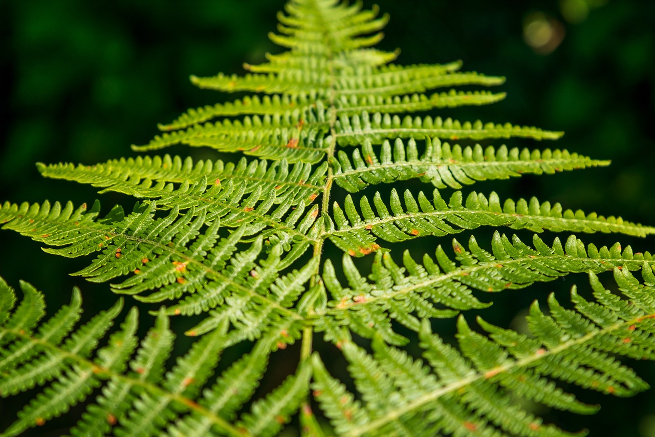 Image - fern green forest nature close