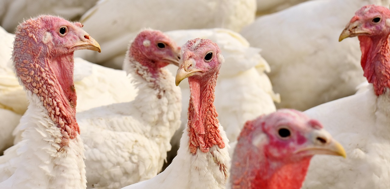 Image - turkeys birds poultry feather bird