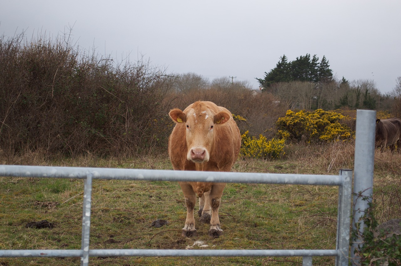 Image - cow wildlife animal farm cattle