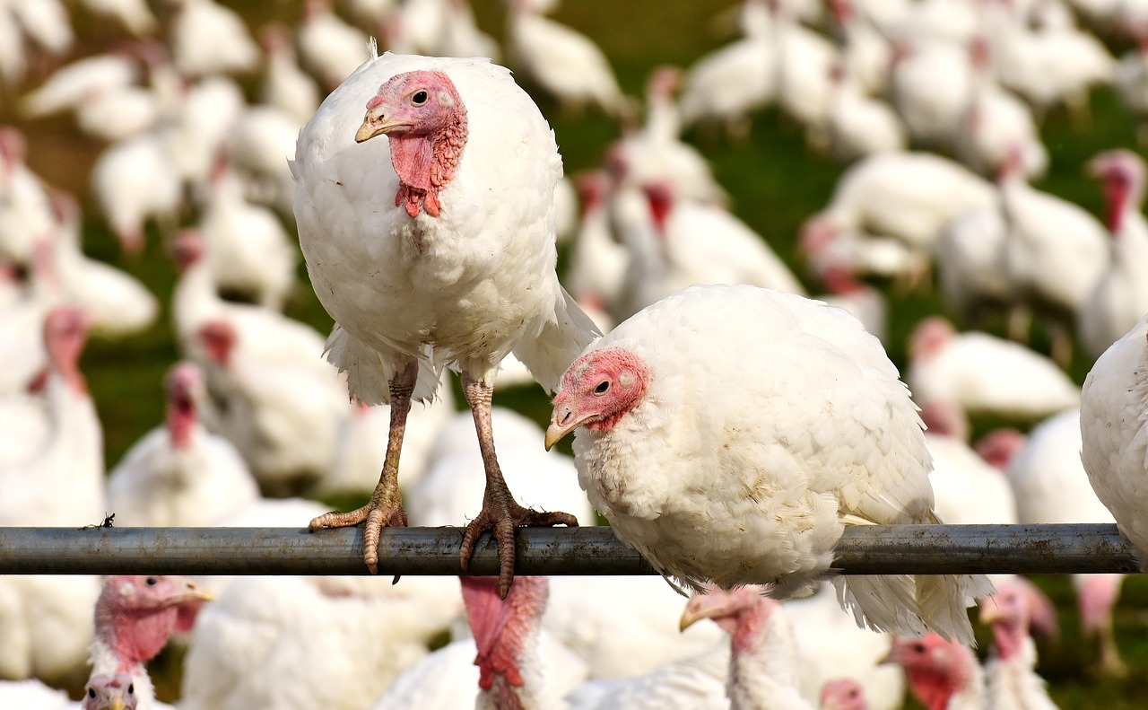 Image - turkeys birds poultry feather bird