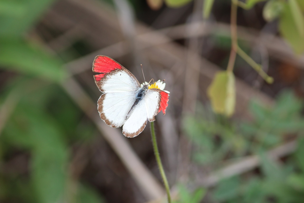 Image - butterfly nature wings hurt garden