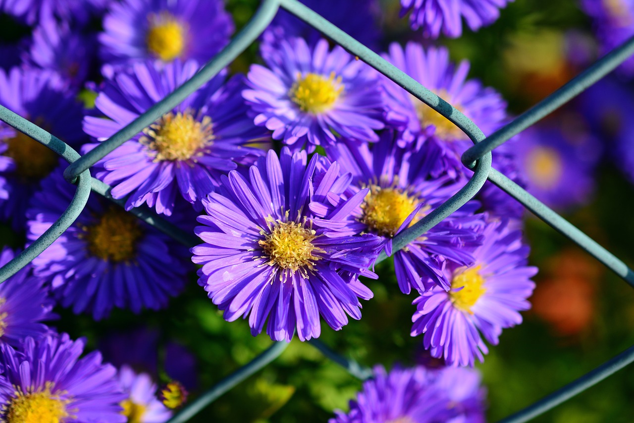 Image - herbstastern autumn flowers garden