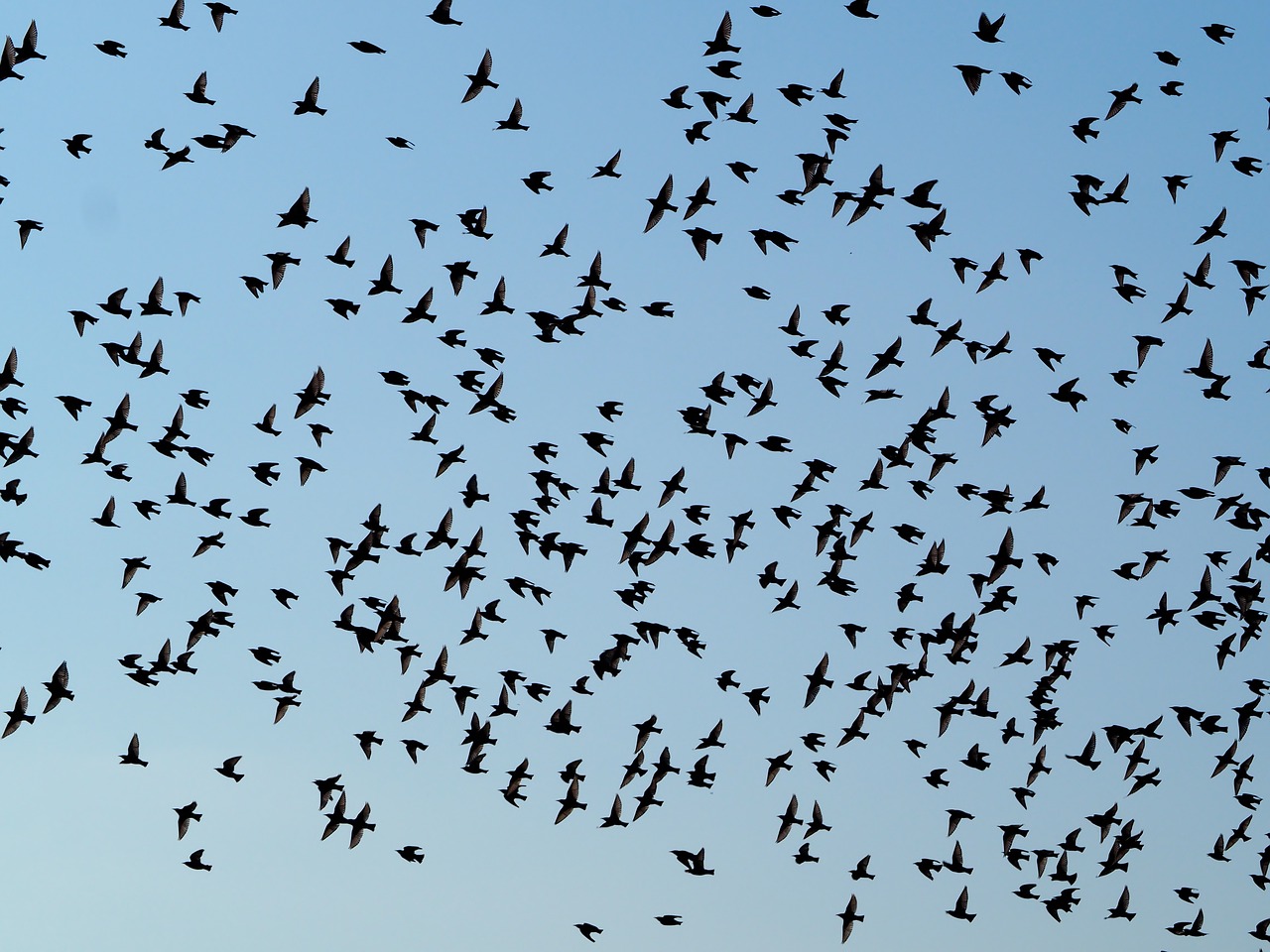 Image - birds swarm flock of birds sky fly