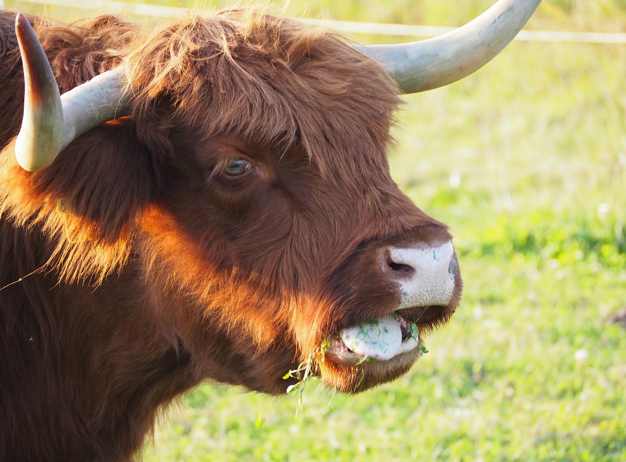 Image - beef highland beef