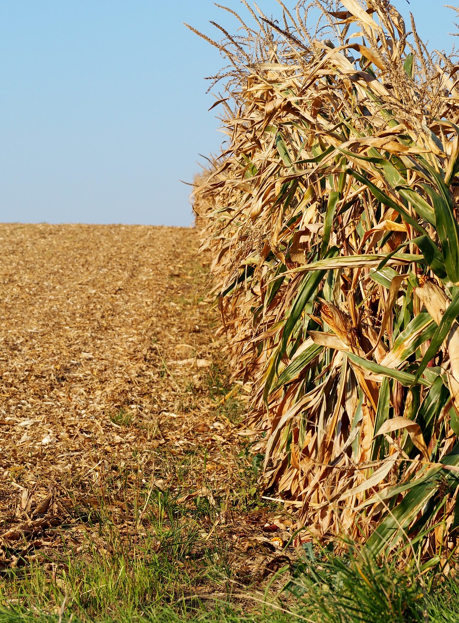 Image - cornfield agriculture corn field