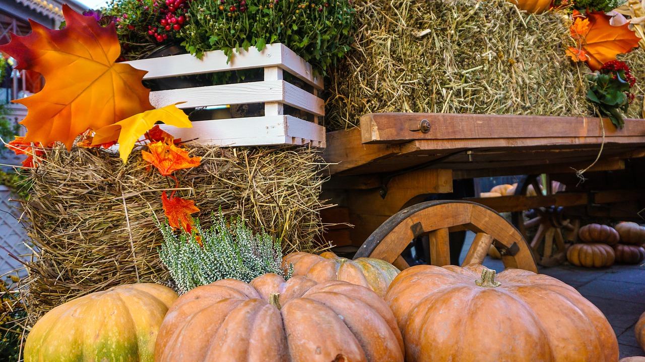 Image - holloween autumn fall orange