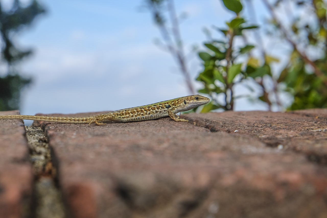 Image - lizard muurhagedis wall animal