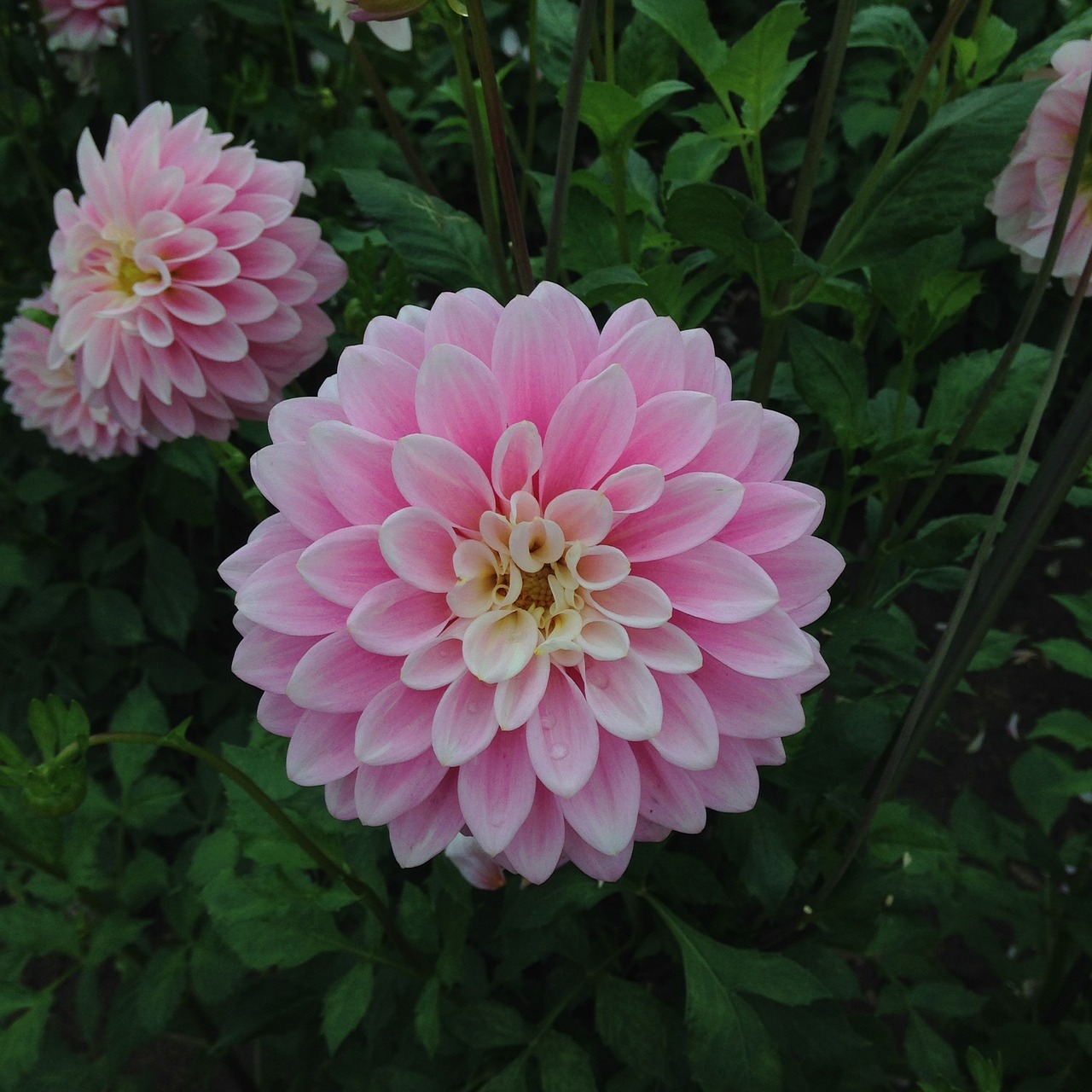 Image - flowers chrysanthemums rosa garden