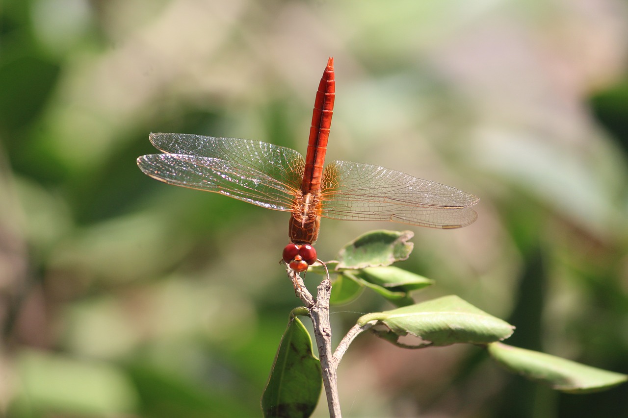 Image - dragonfly insect animal wildlife