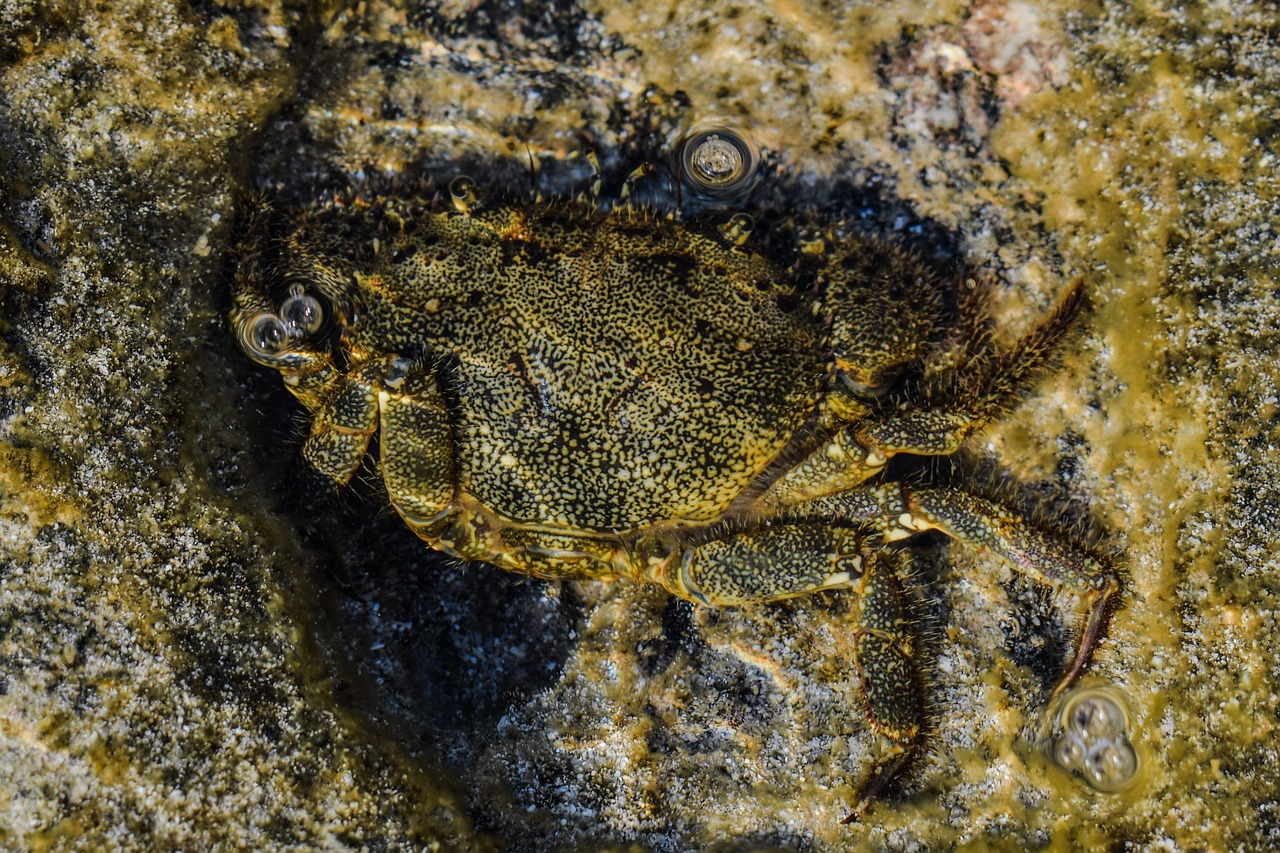 Image - crab animal underwater sea marine