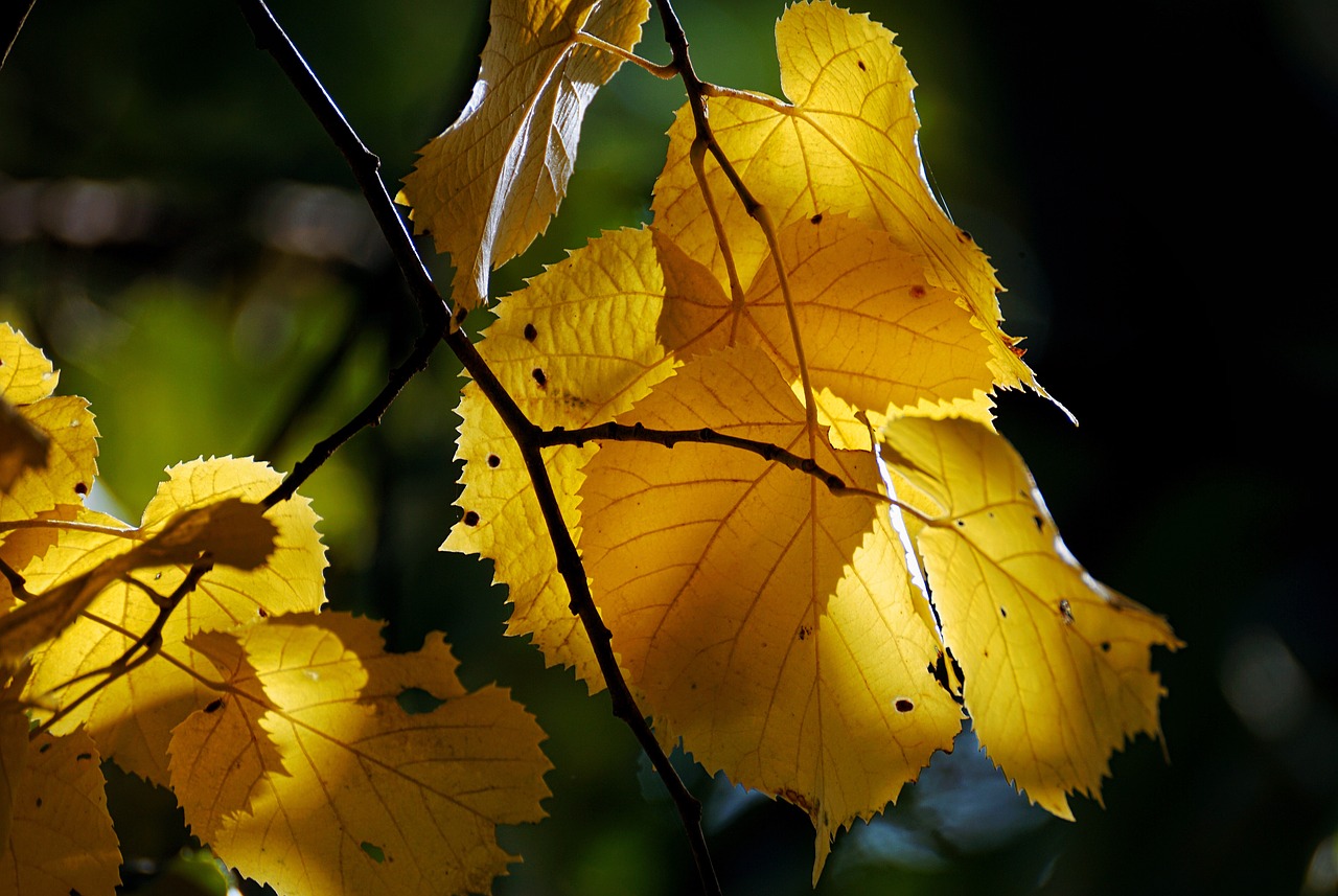 Image - autumn golden golden autumn