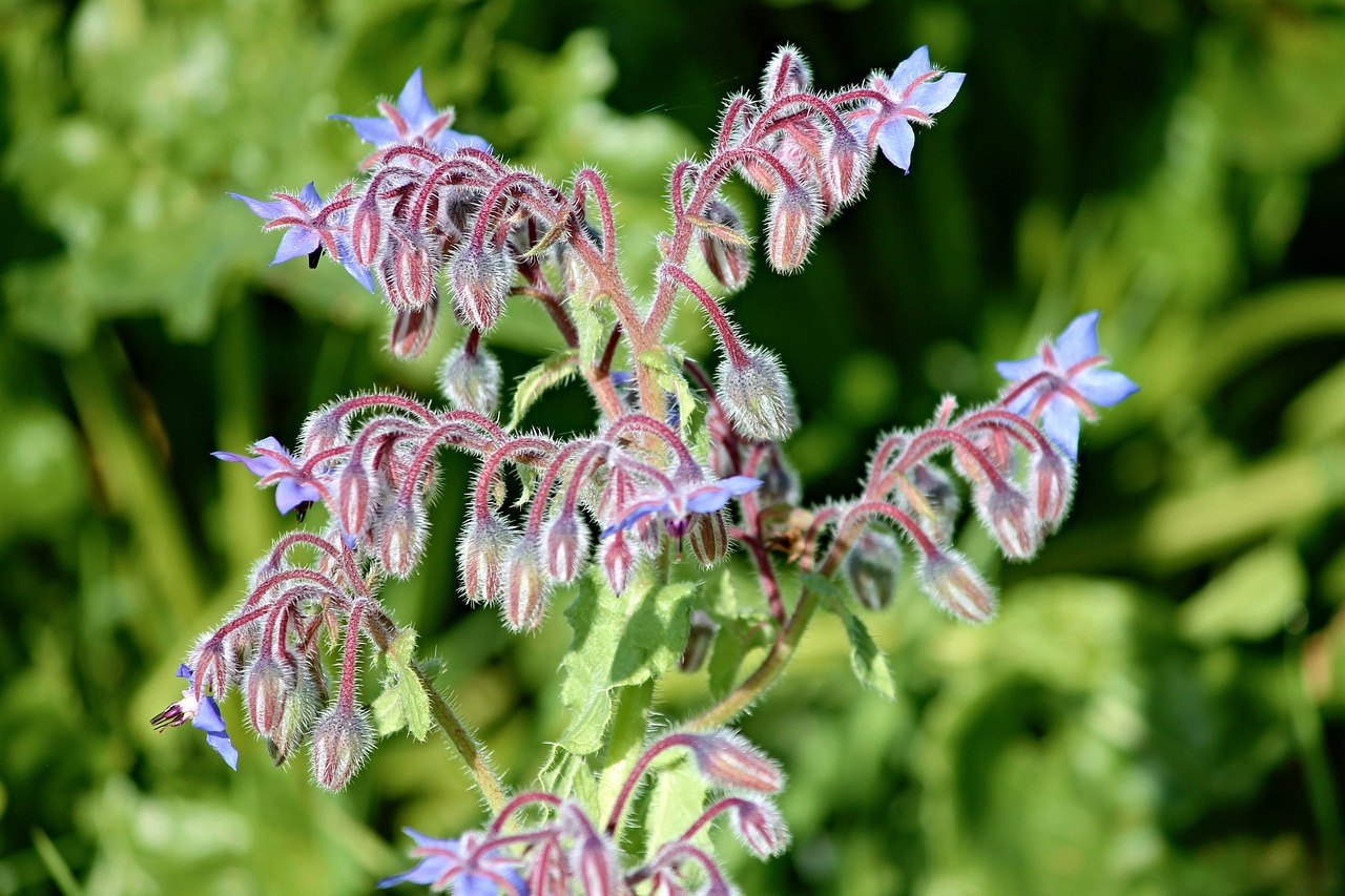 Image - borage borago officinalis