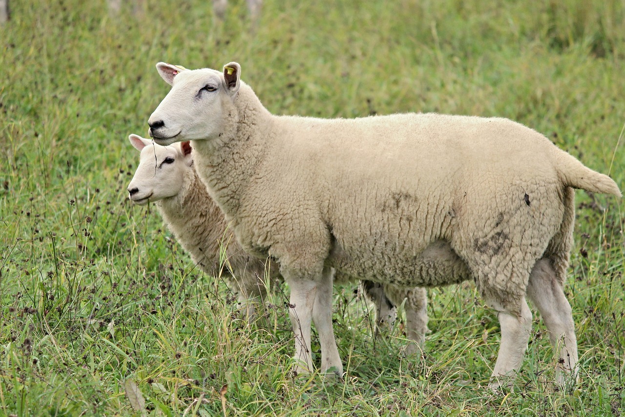 Image - sheep wool fur pasture animals