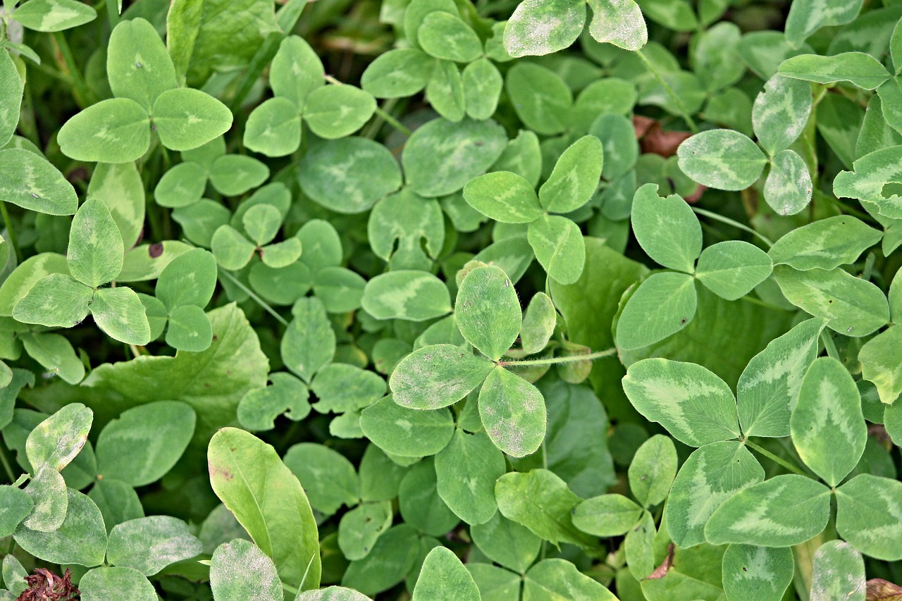 Image - klee shamrocks clover meadow green