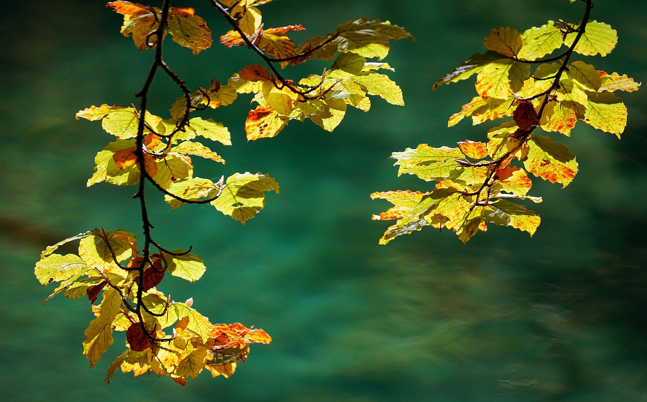 Image - autumn leaves nature golden autumn