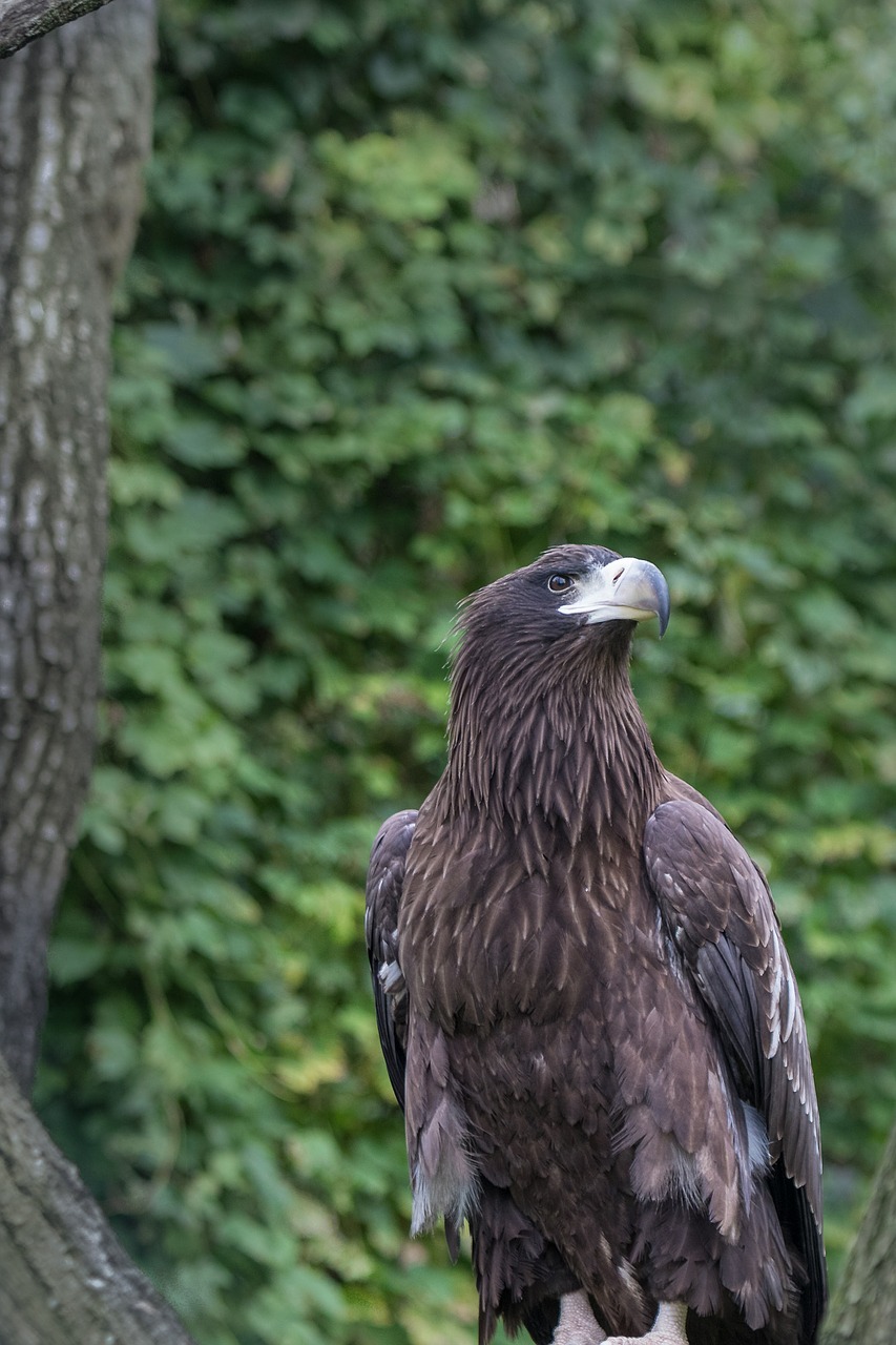 Image - berlin zoo adler