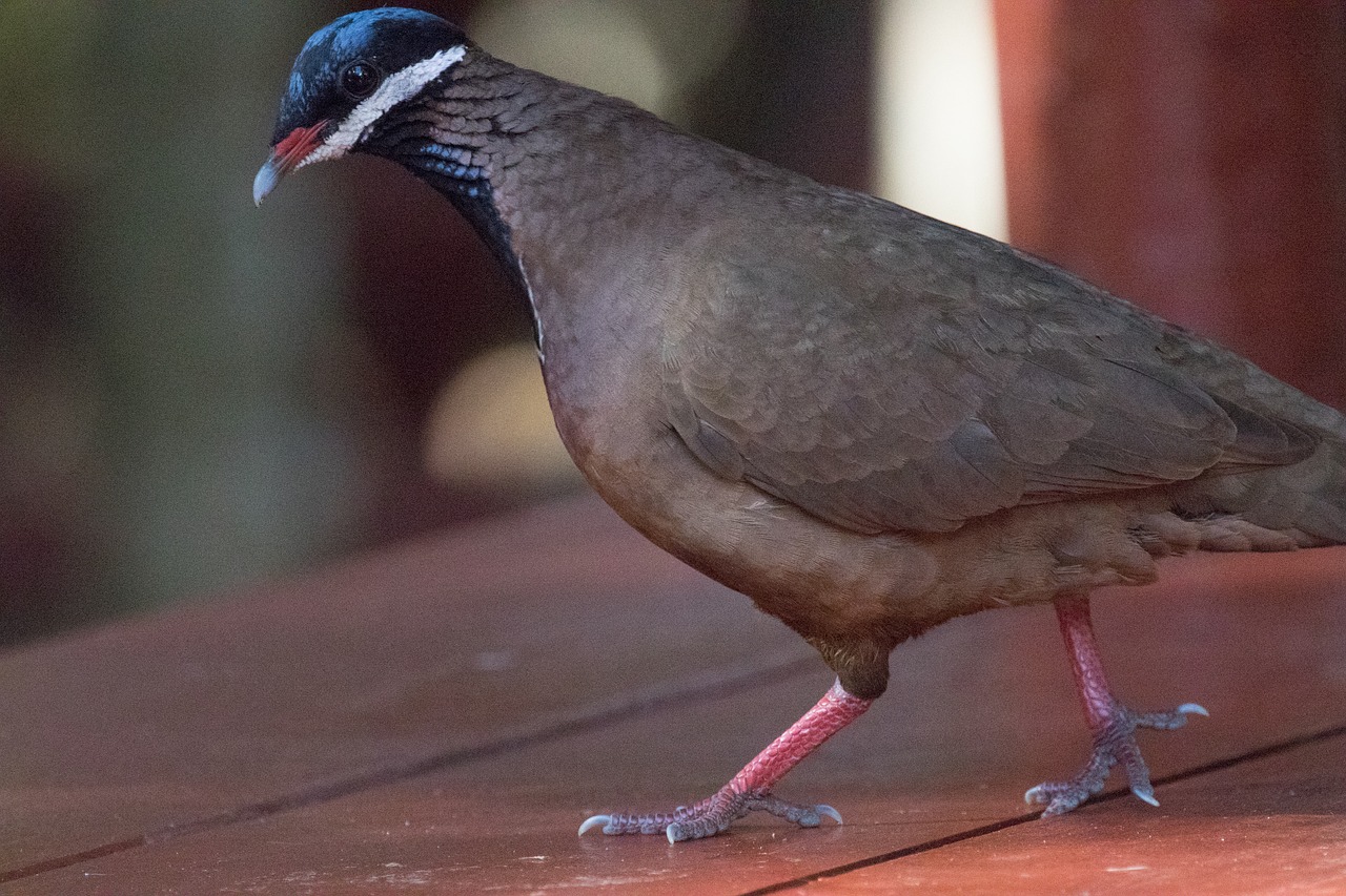 Image - cuba blue headed quail dove bird