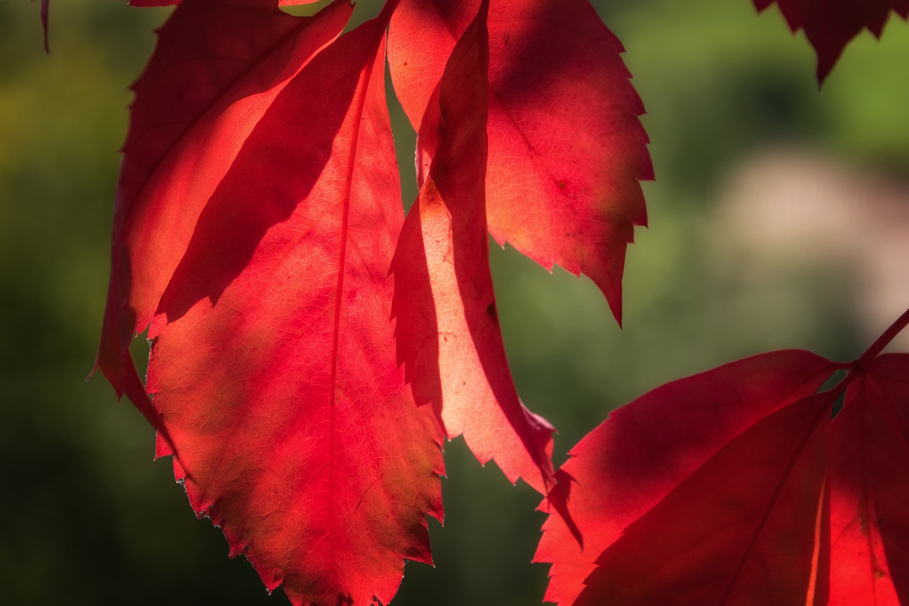 Image - leaf red lichtspiel sun autumn