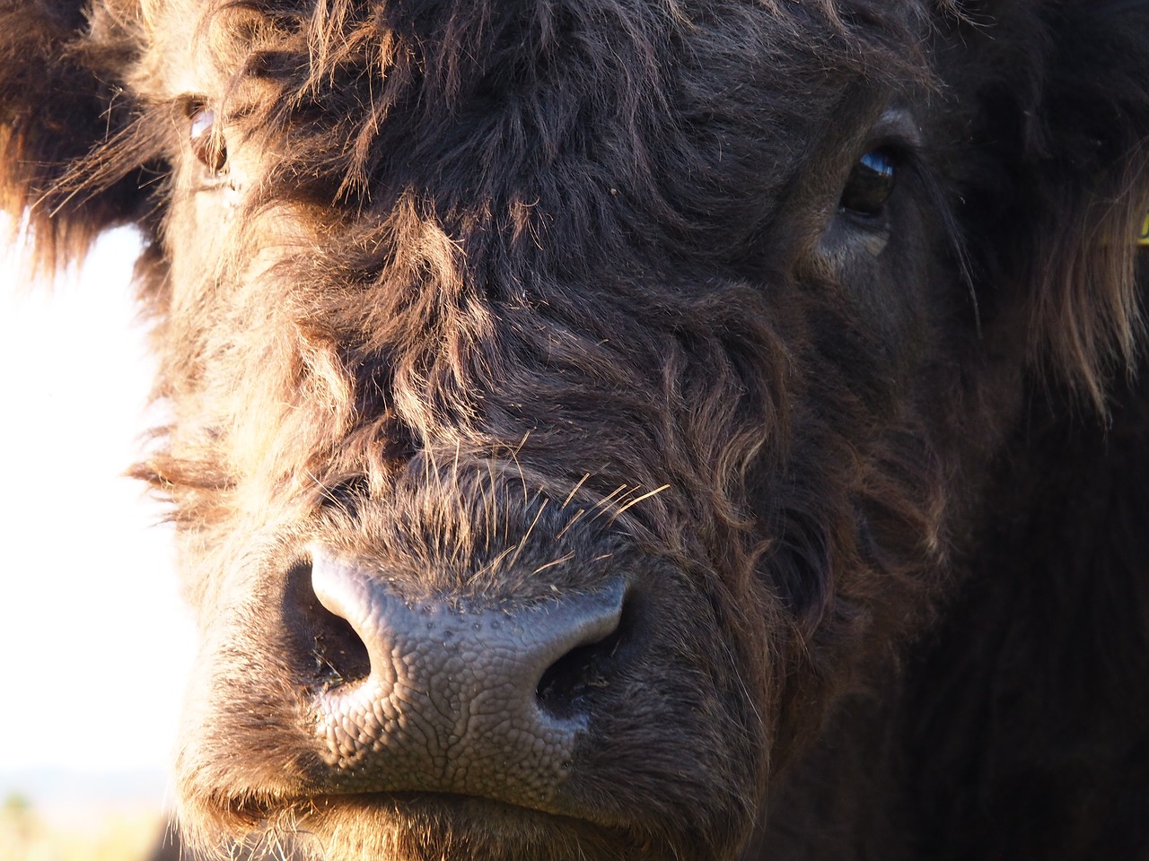 Image - beef cow highland beef pasture