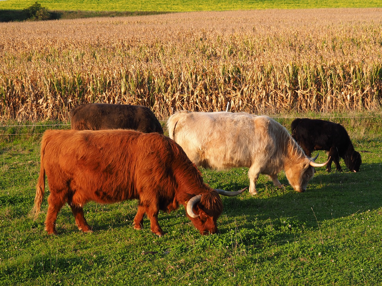 Image - beef cow highland beef pasture