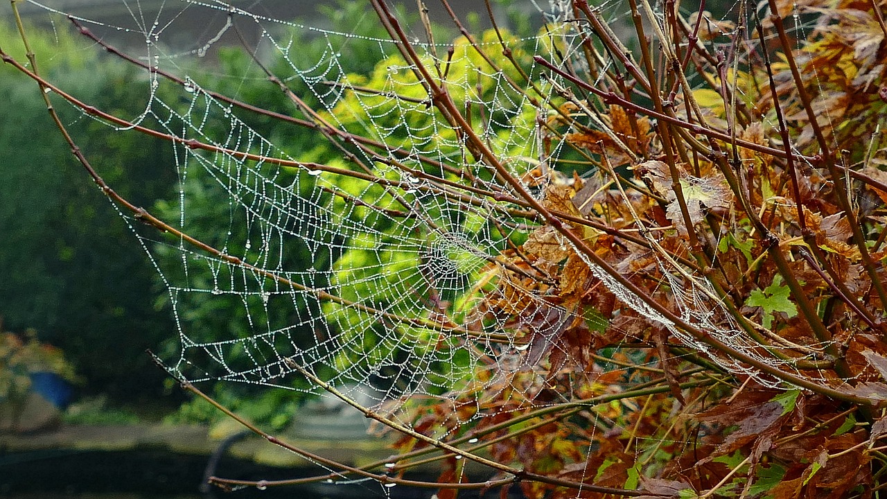 Image - cobweb autumn network dew