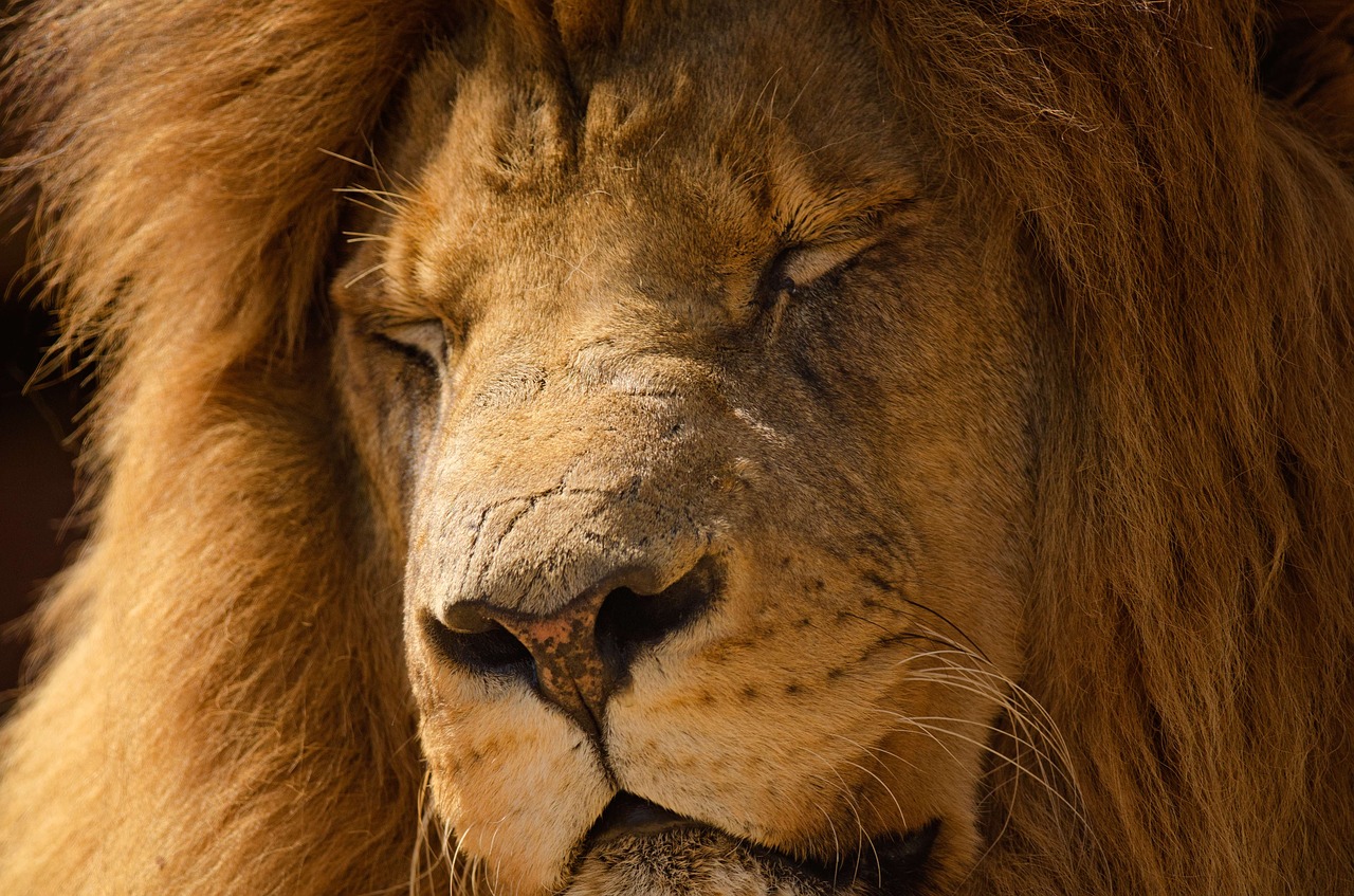 Image - lion mane sleeping portrait close