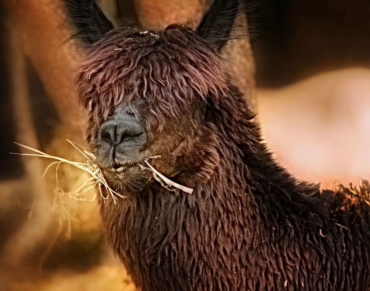 Image - llama nature wildlife andes