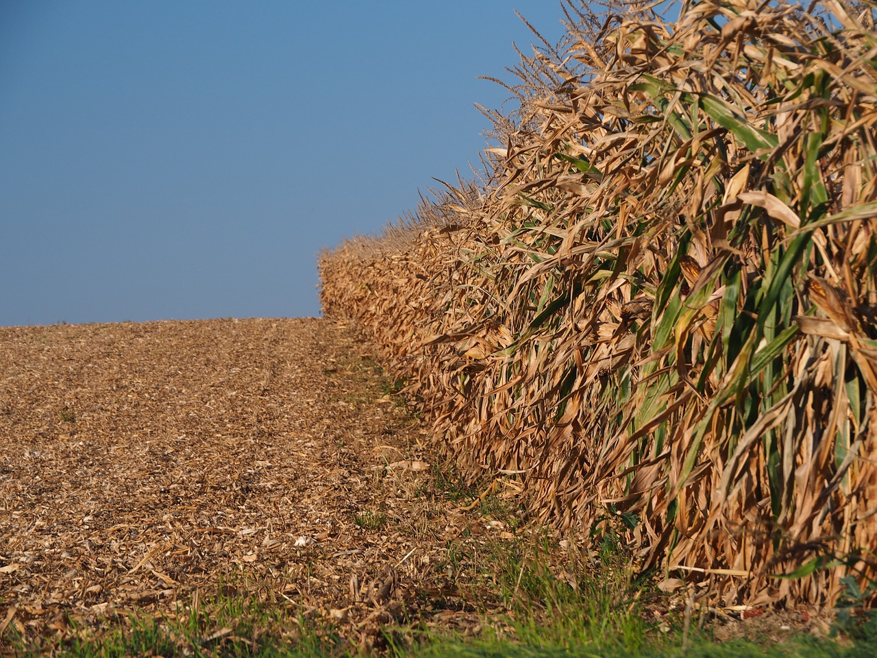 Image - harvest cornfield arable field