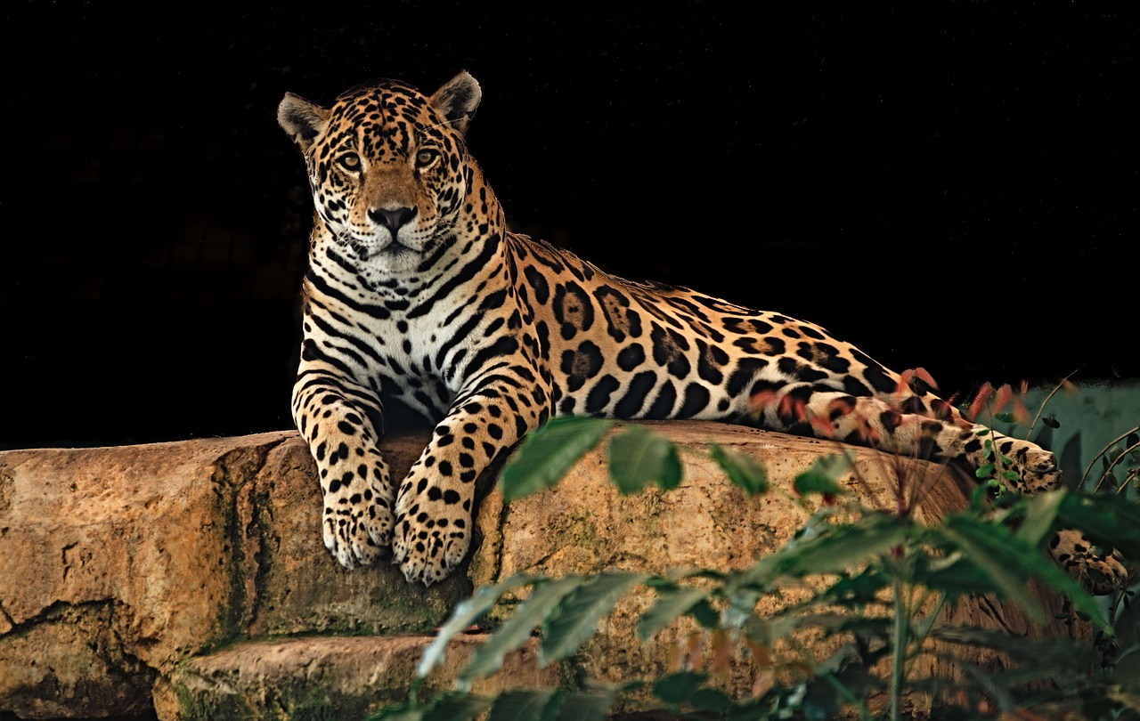 Image - jaguar resting rock predator cat