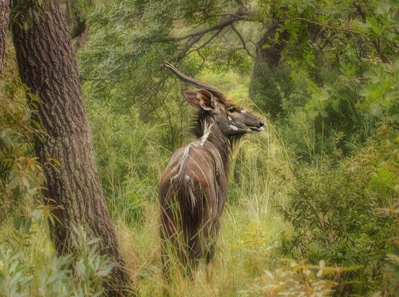 Image - nyala buck safari wildlife horns